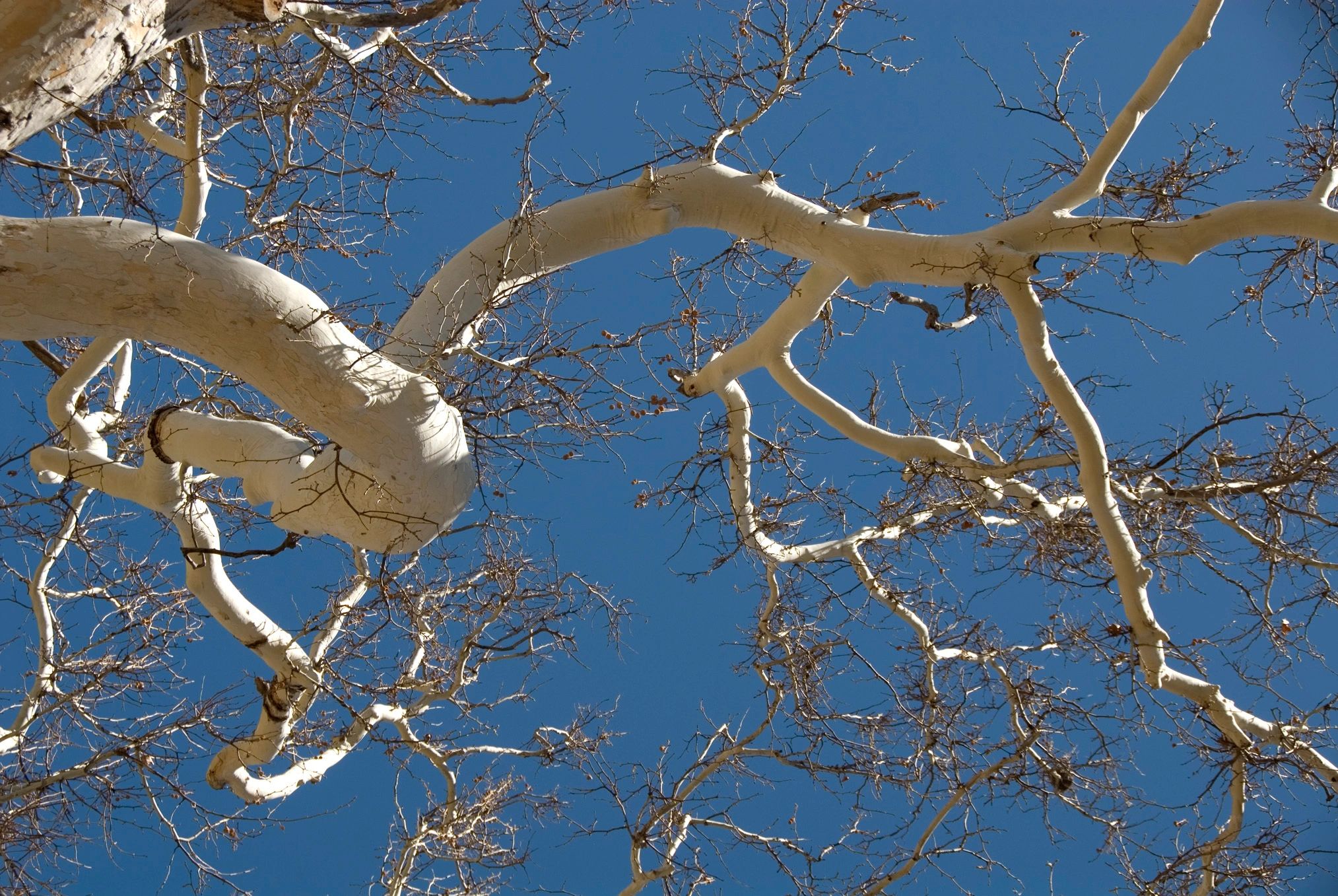 Bare birch tree branches against blue sky